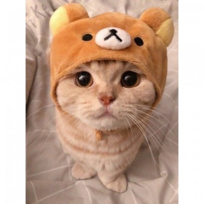 [DONT BUY] cat shirt kit